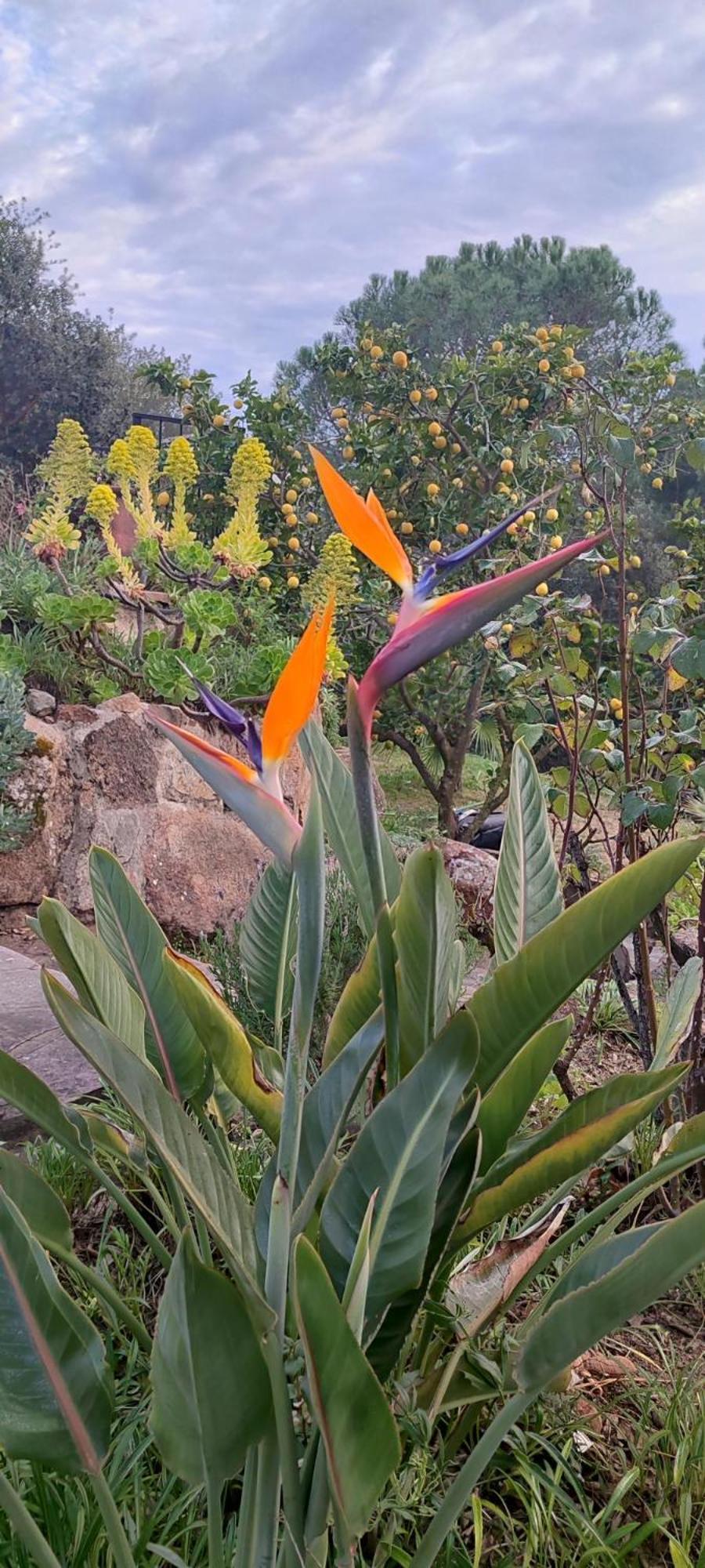 Villa Boheme Costa Brava Calonge  Dış mekan fotoğraf